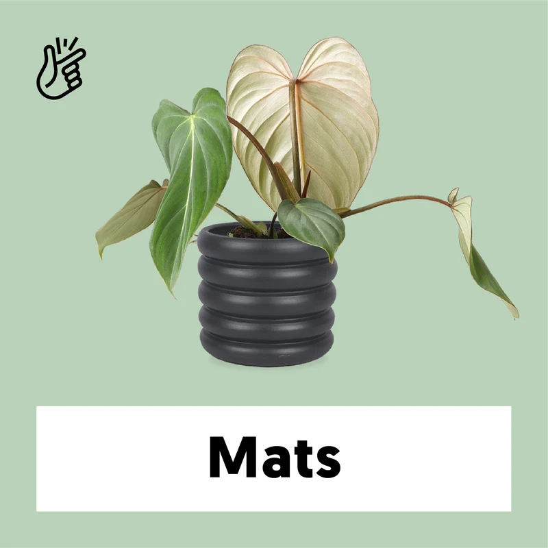 Philodendron Gloriosum