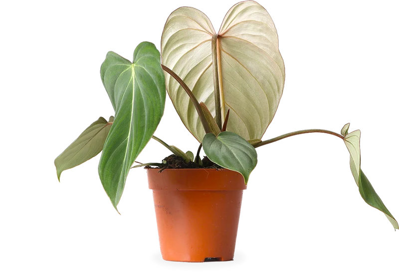 Philodendron Gloriosum