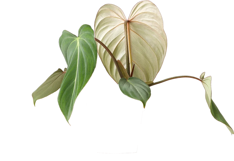 Philodendron Gloriosum