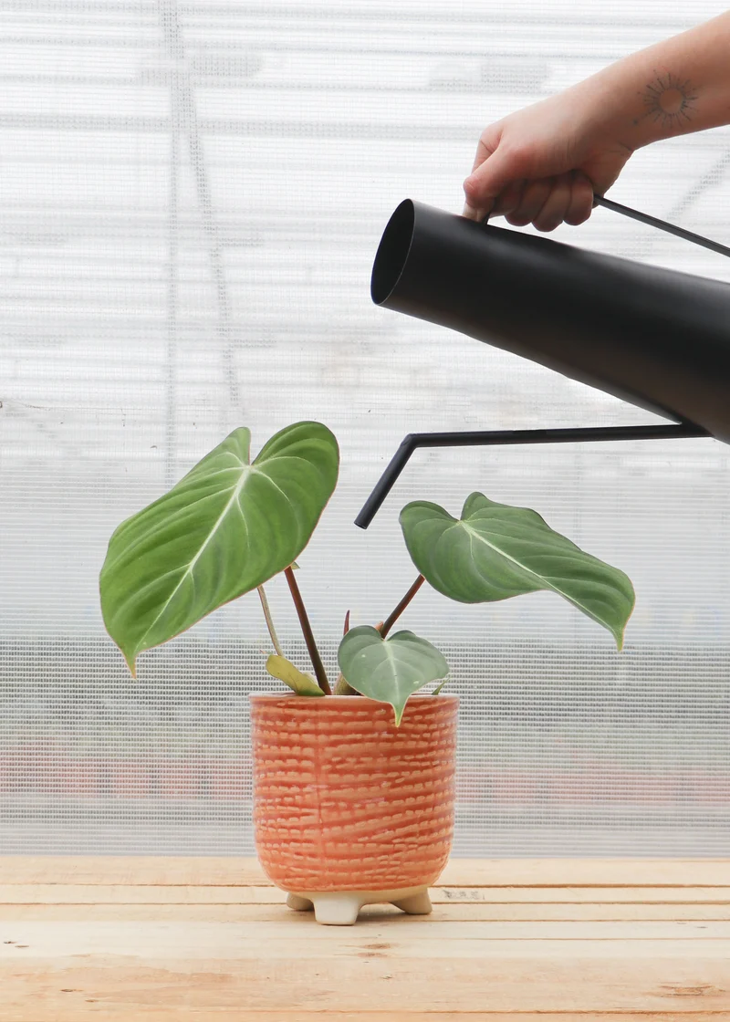 Philodendron Gloriosum