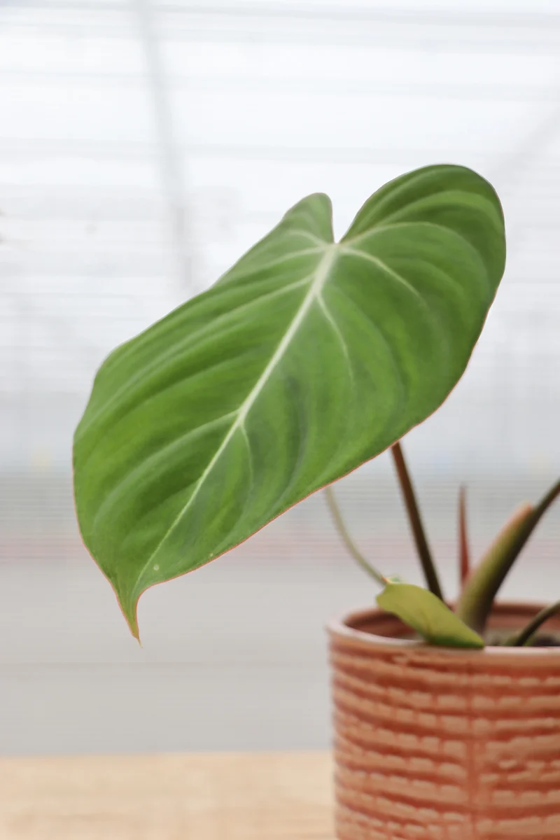 Philodendron Gloriosum