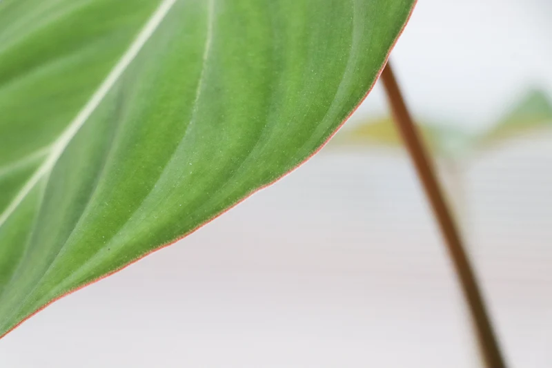 Philodendron Gloriosum