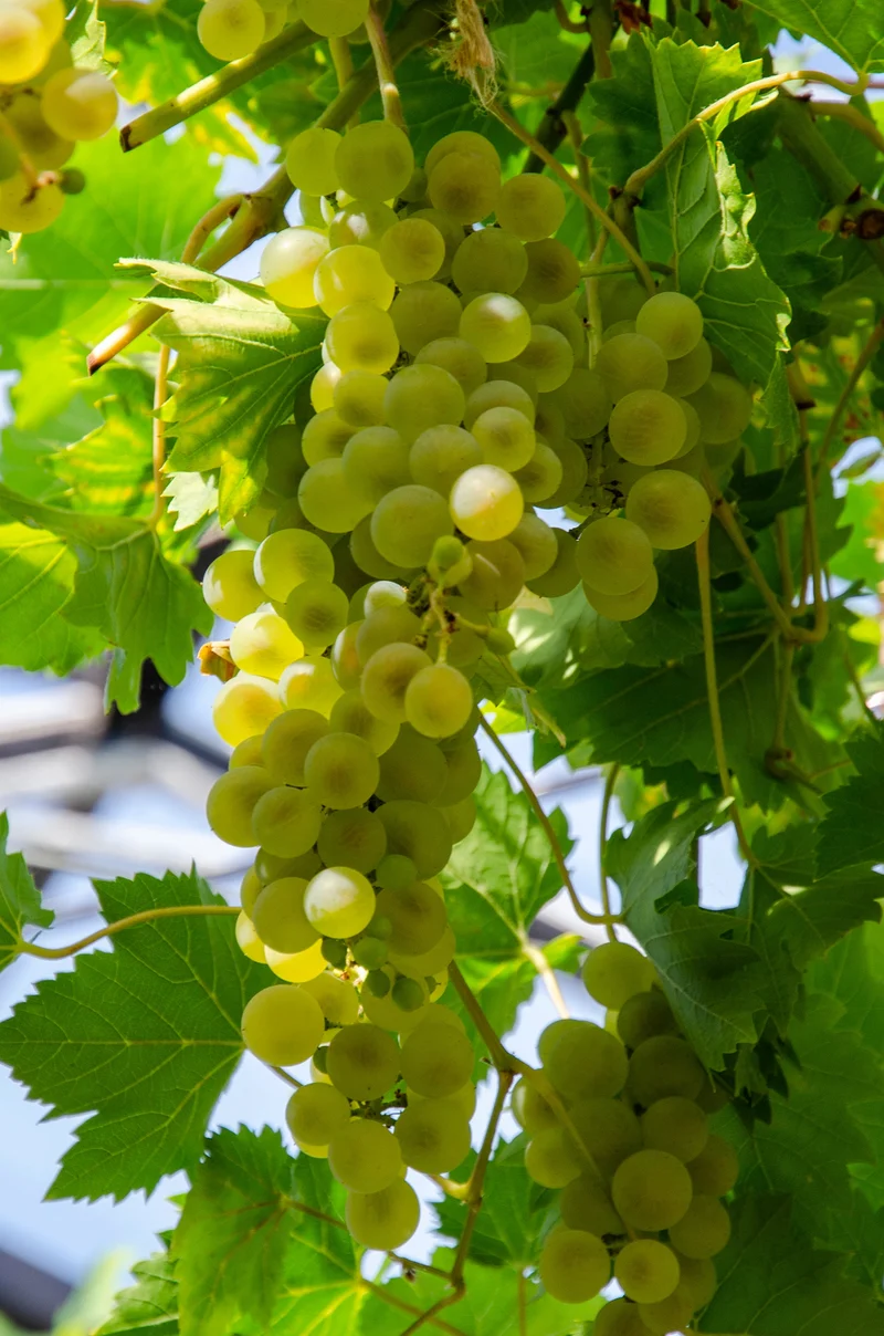 Traube (Vitis vinifera)