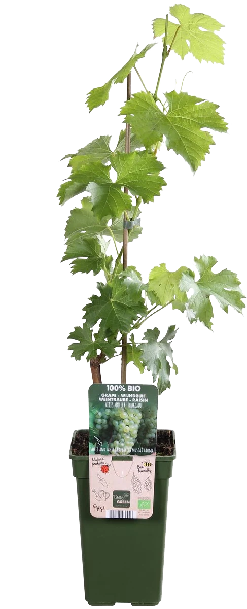 Traube (Vitis vinifera)