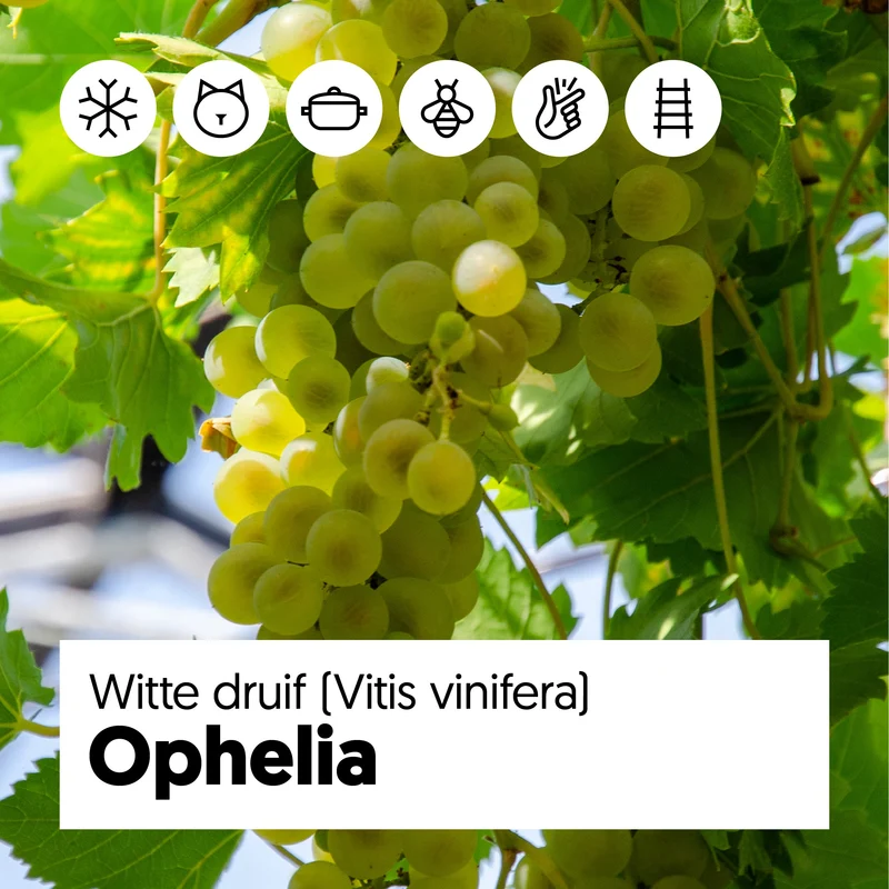 Traube (Vitis vinifera)