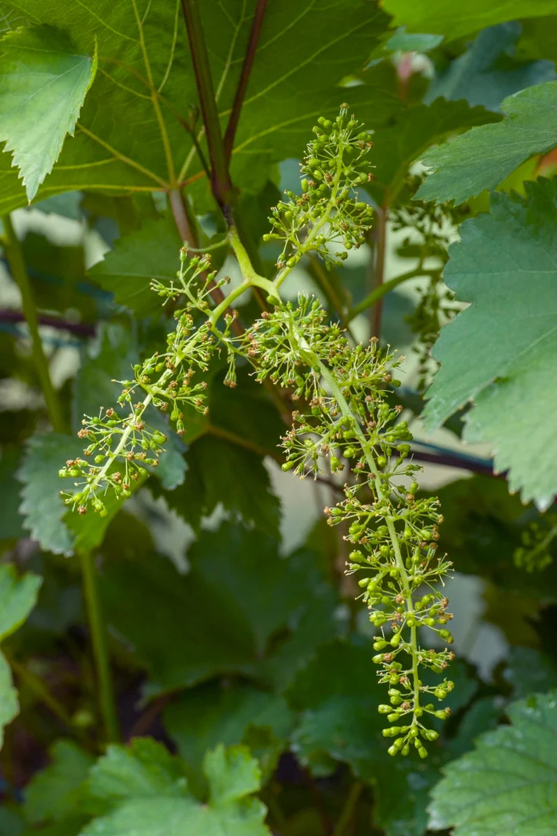 Traube (Vitis vinifera)