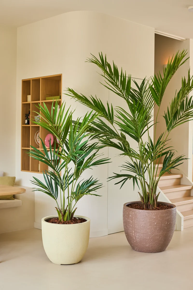 Kunstplant Kentia Palm 240 cm