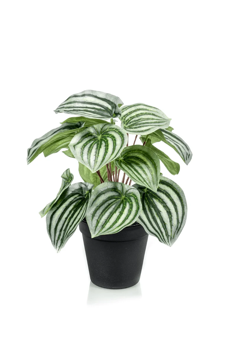 Peperomia Kunstpflanze 25cm