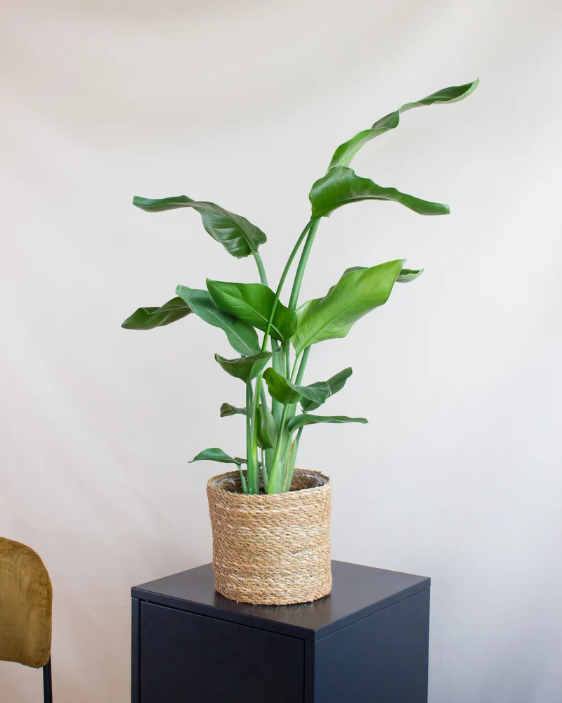 Strelitzia nicolai (Paradiesvogelblume) (M)