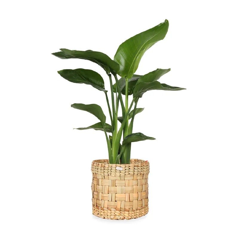 Strelitzia nicolai (Paradiesvogelblume) (M)