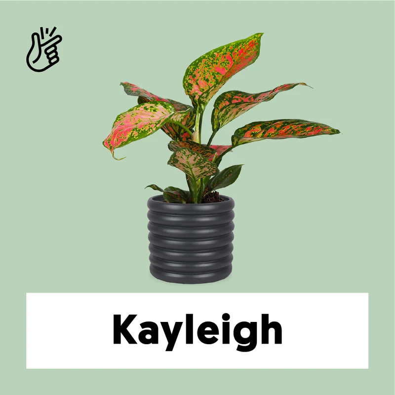 Aglaonema spotted star (Kolbenfaden) (S)