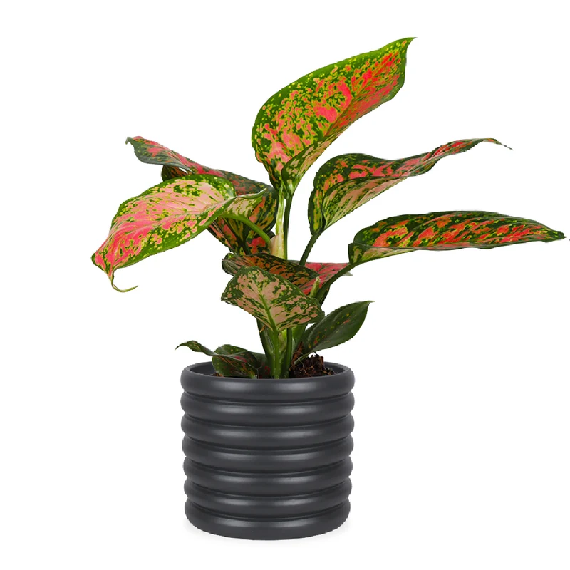 Aglaonema spotted star (Kolbenfaden) (S)