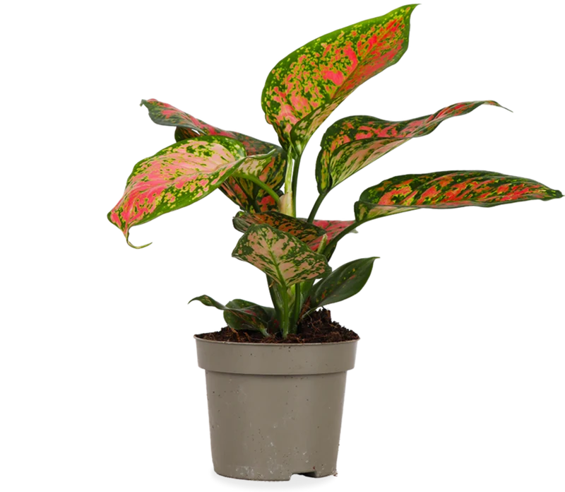 Aglaonema spotted star (Kolbenfaden) (S)
