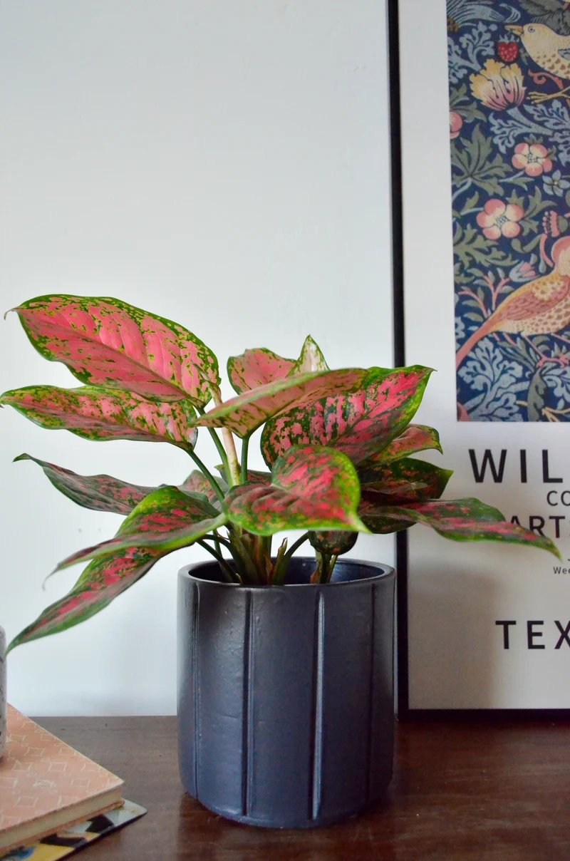 Aglaonema spotted star (Kolbenfaden) (S)