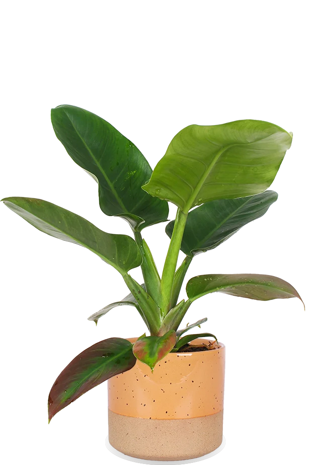 Philodendron imperial green (Baumfreund) (M)