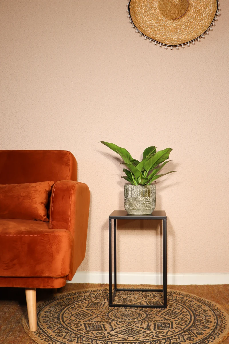 Philodendron imperial green (Baumfreund) (M)