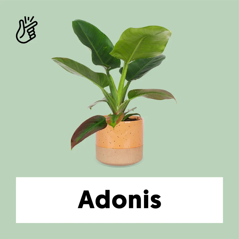 Philodendron imperial green (Baumfreund) (M)