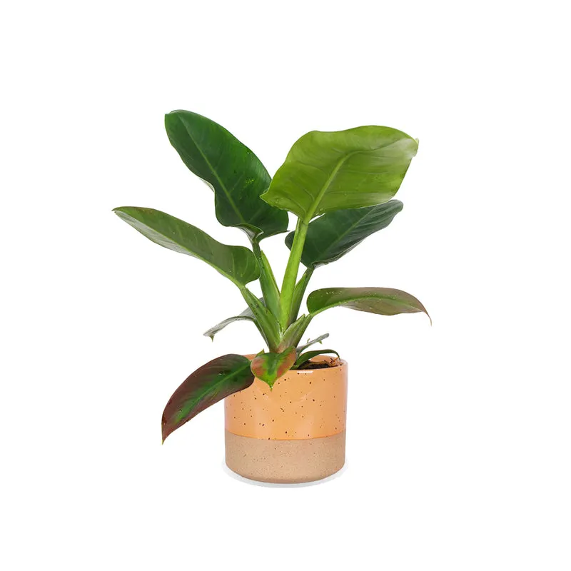 Philodendron imperial green (Baumfreund) (M)