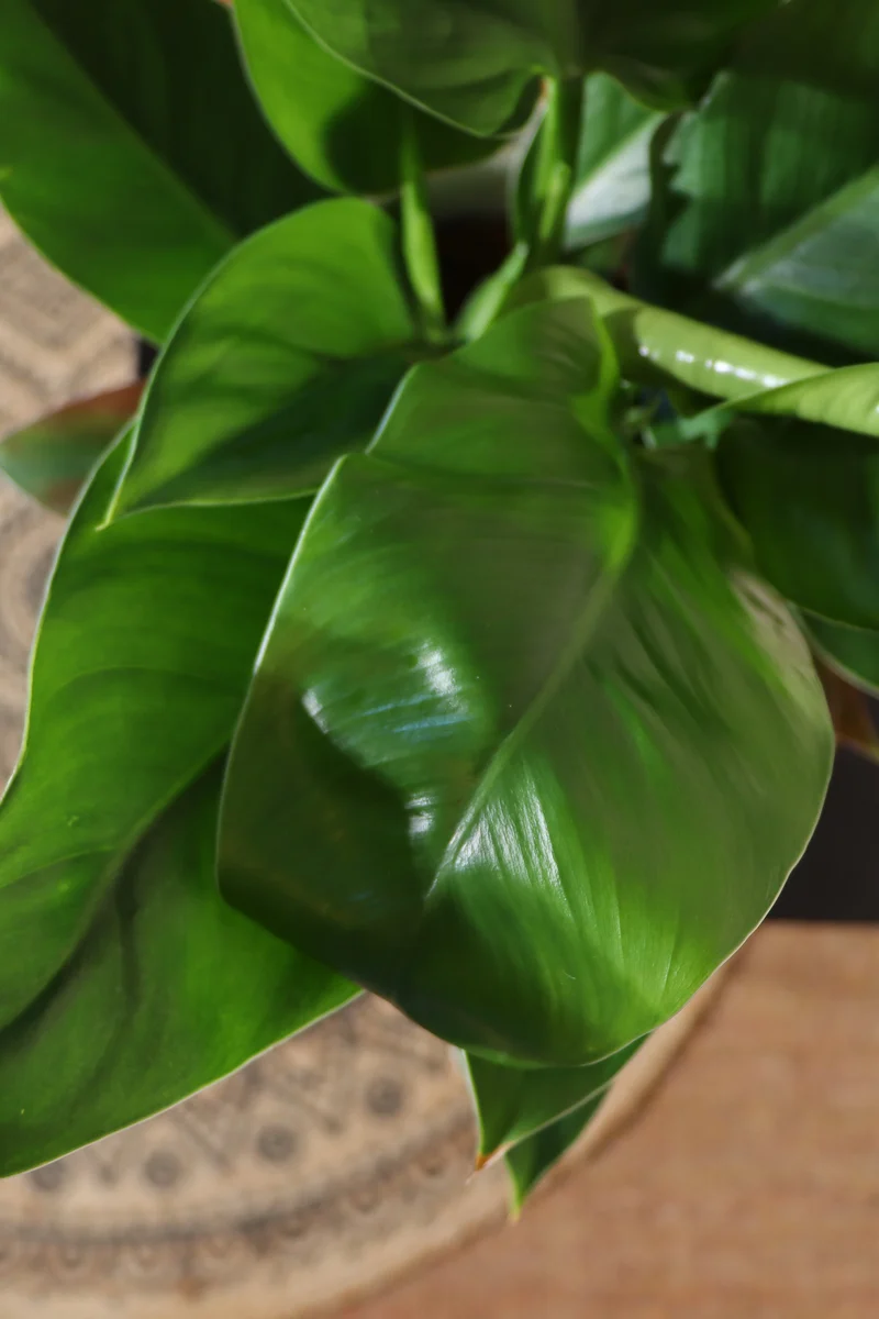 Philodendron imperial green (Baumfreund) (M)