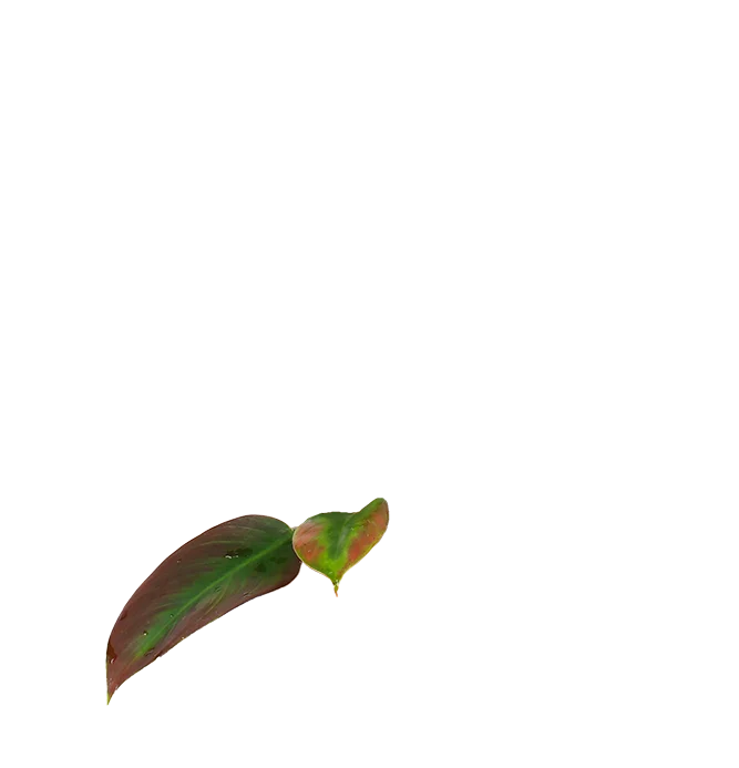 Philodendron imperial green (Baumfreund) (M)