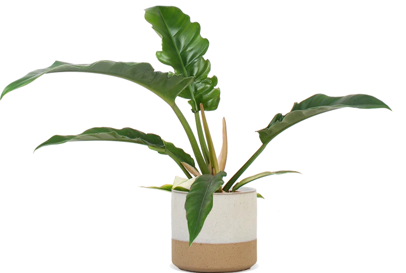 Philodendron narrow (Baumfreund) (S)