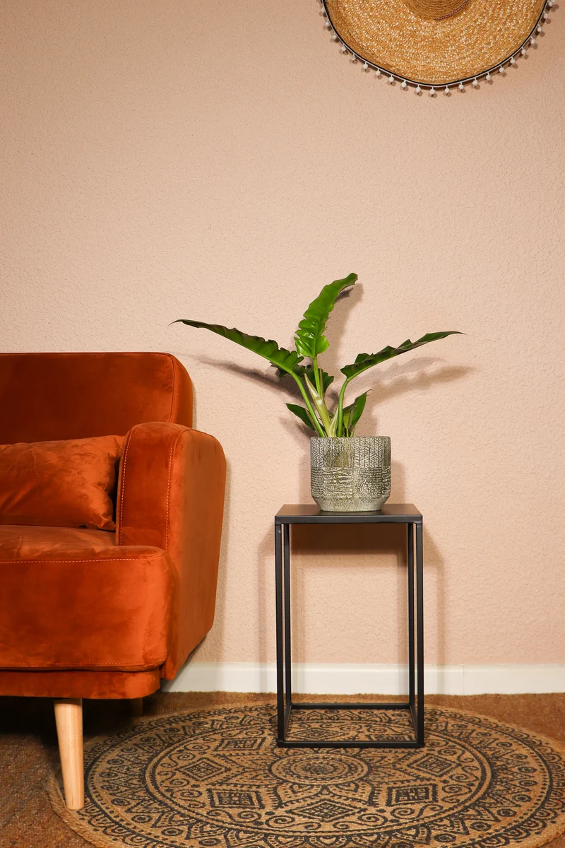 Philodendron narrow (Baumfreund) (S)