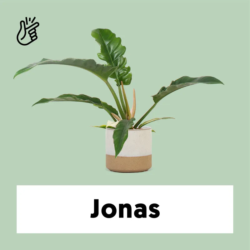 Philodendron narrow (Baumfreund) (S)