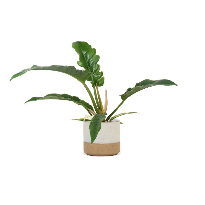 Philodendron narrow (Baumfreund) (S)