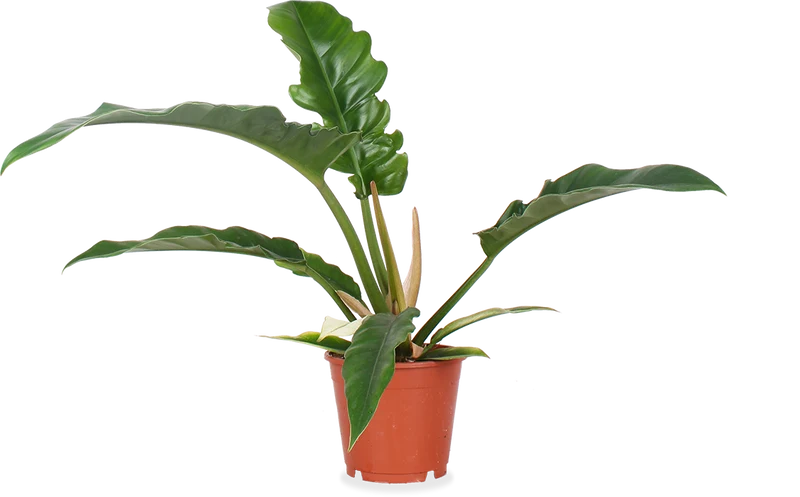 Philodendron narrow (Baumfreund) (S)
