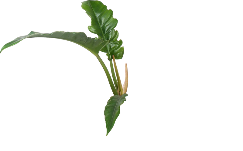 Philodendron narrow (Baumfreund) (S)