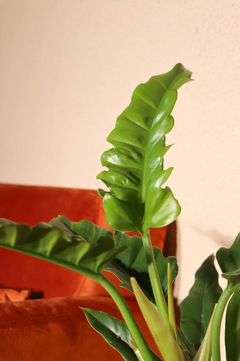 Philodendron narrow (Baumfreund) (S)