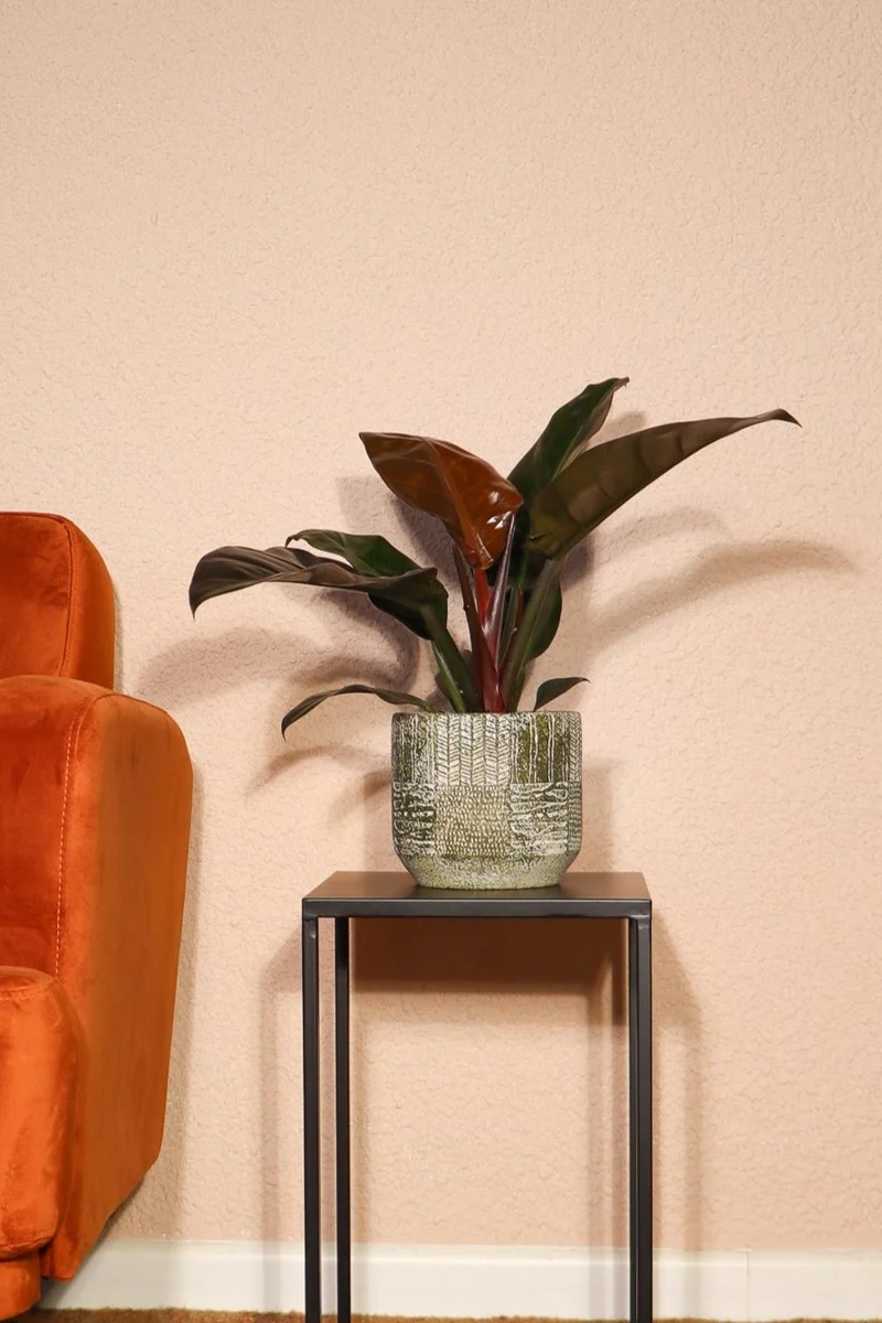 Philodendron imperial red (Baumfreund) (M)