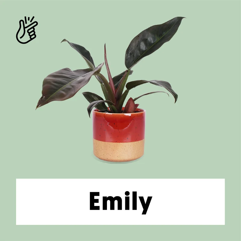 Philodendron imperial red (Baumfreund) (M)