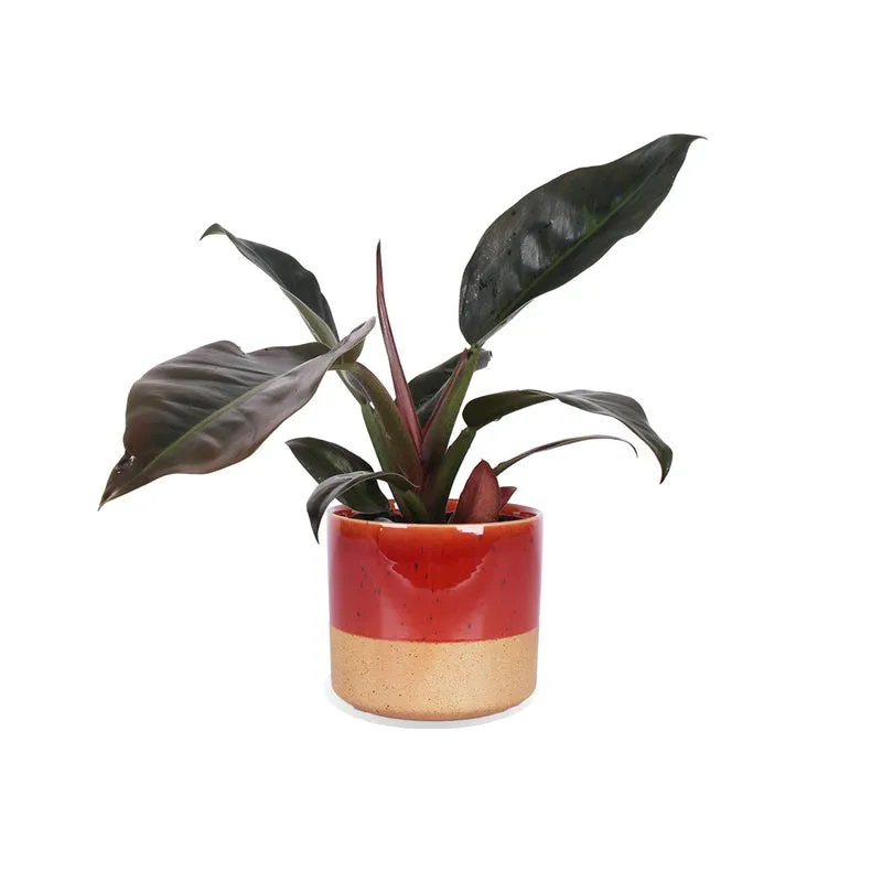 Philodendron imperial red (Baumfreund) (M)