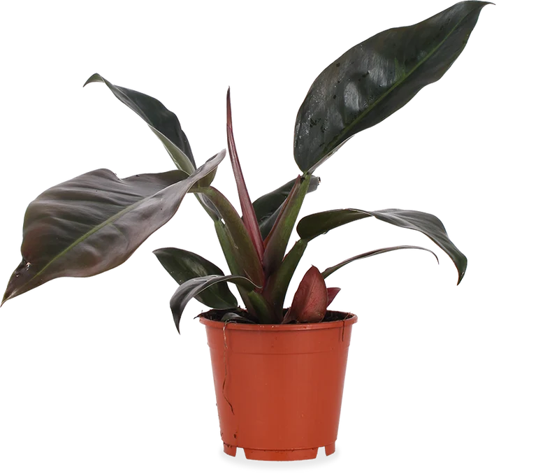 Philodendron imperial red (Baumfreund) (M)