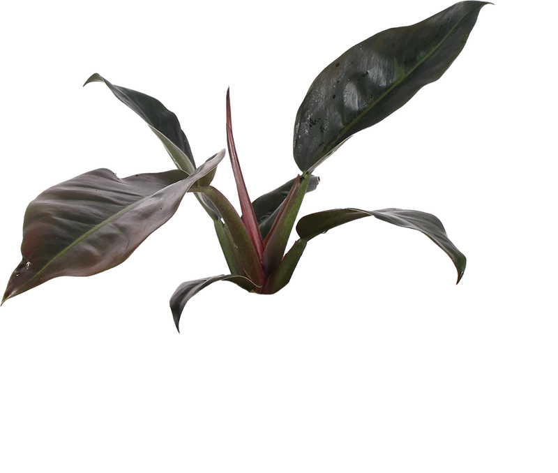Philodendron imperial red (Baumfreund) (M)