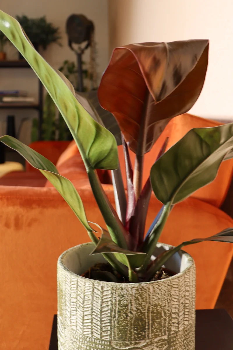 Philodendron imperial red (Baumfreund) (M)