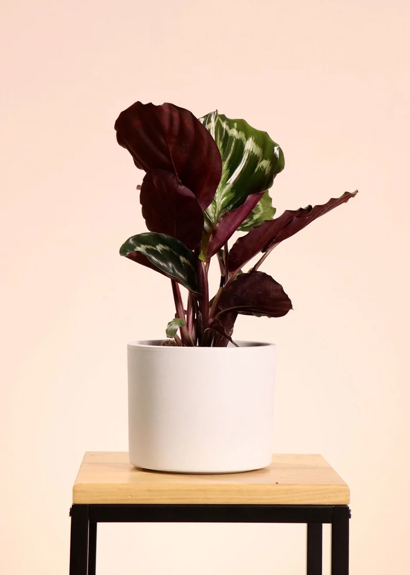 Calathea medallion (Korbmarante) (S)