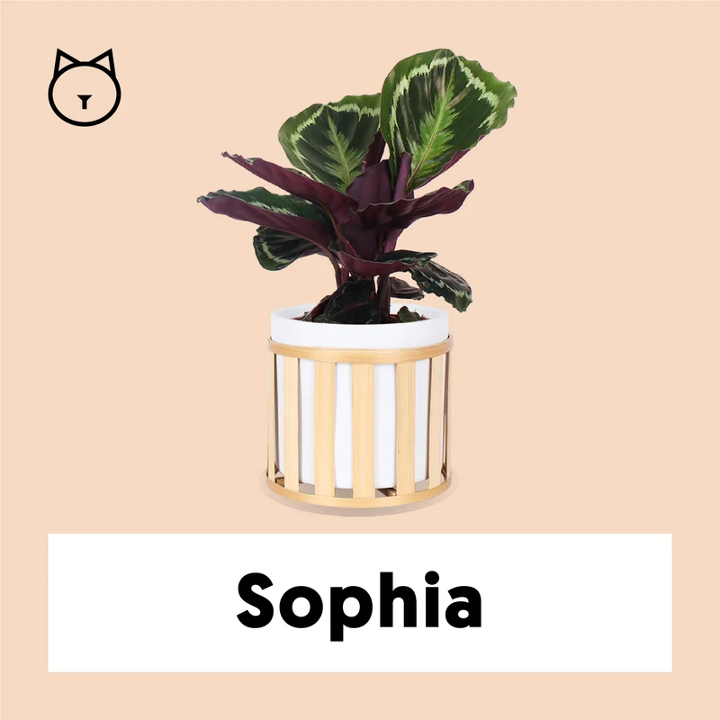 Calathea medallion (Korbmarante) (S)