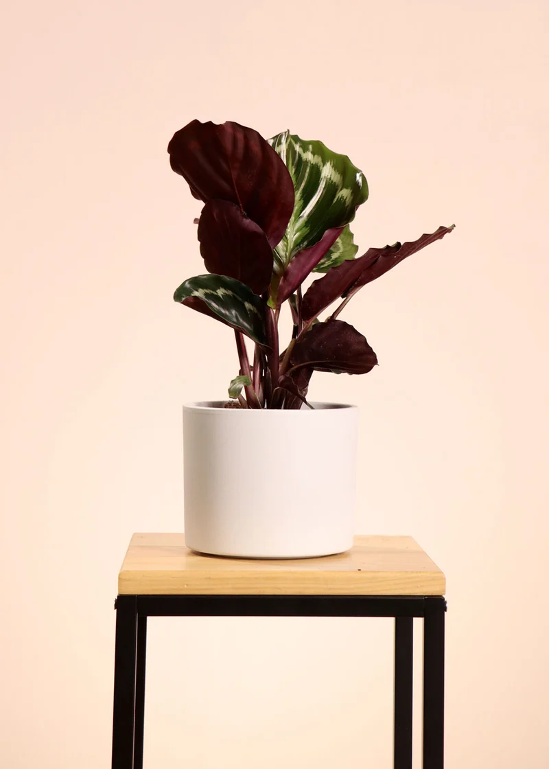 Calathea medallion (Korbmarante) (S)