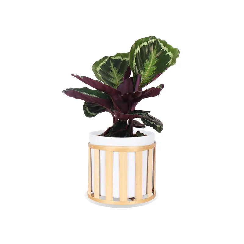 Calathea medallion (Korbmarante) (S)
