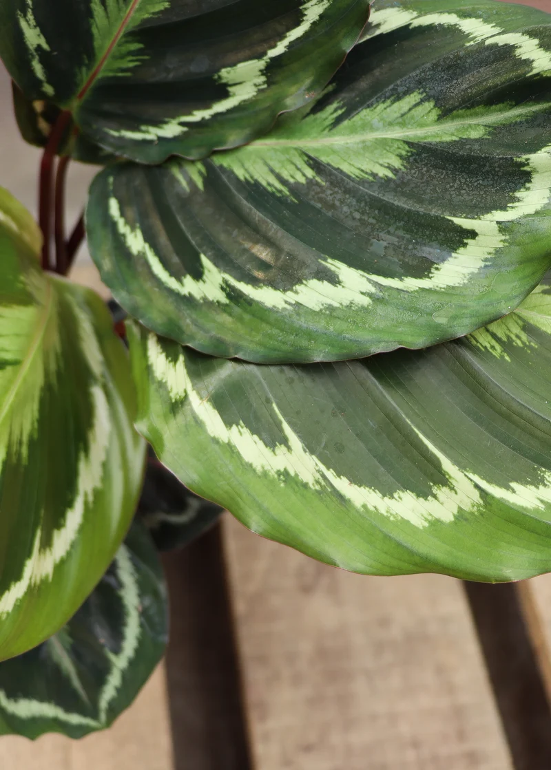 Calathea medallion (Korbmarante) (S)