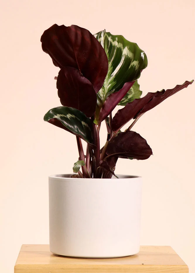 Calathea medallion (Korbmarante) (S)