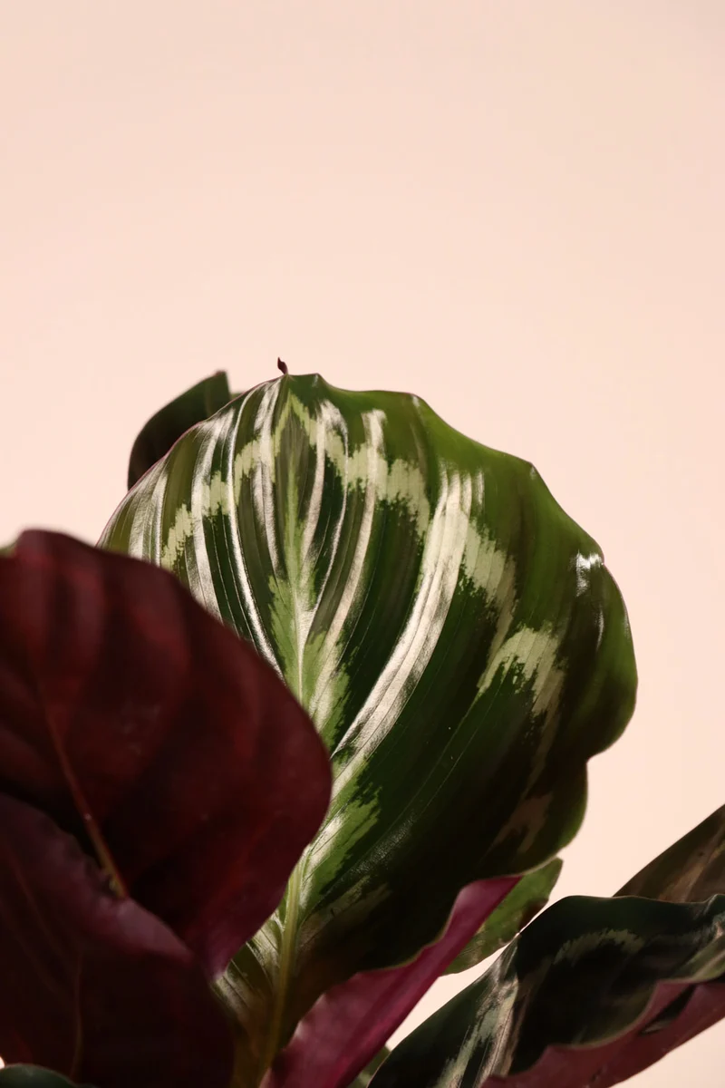 Calathea medallion (Korbmarante) (S)