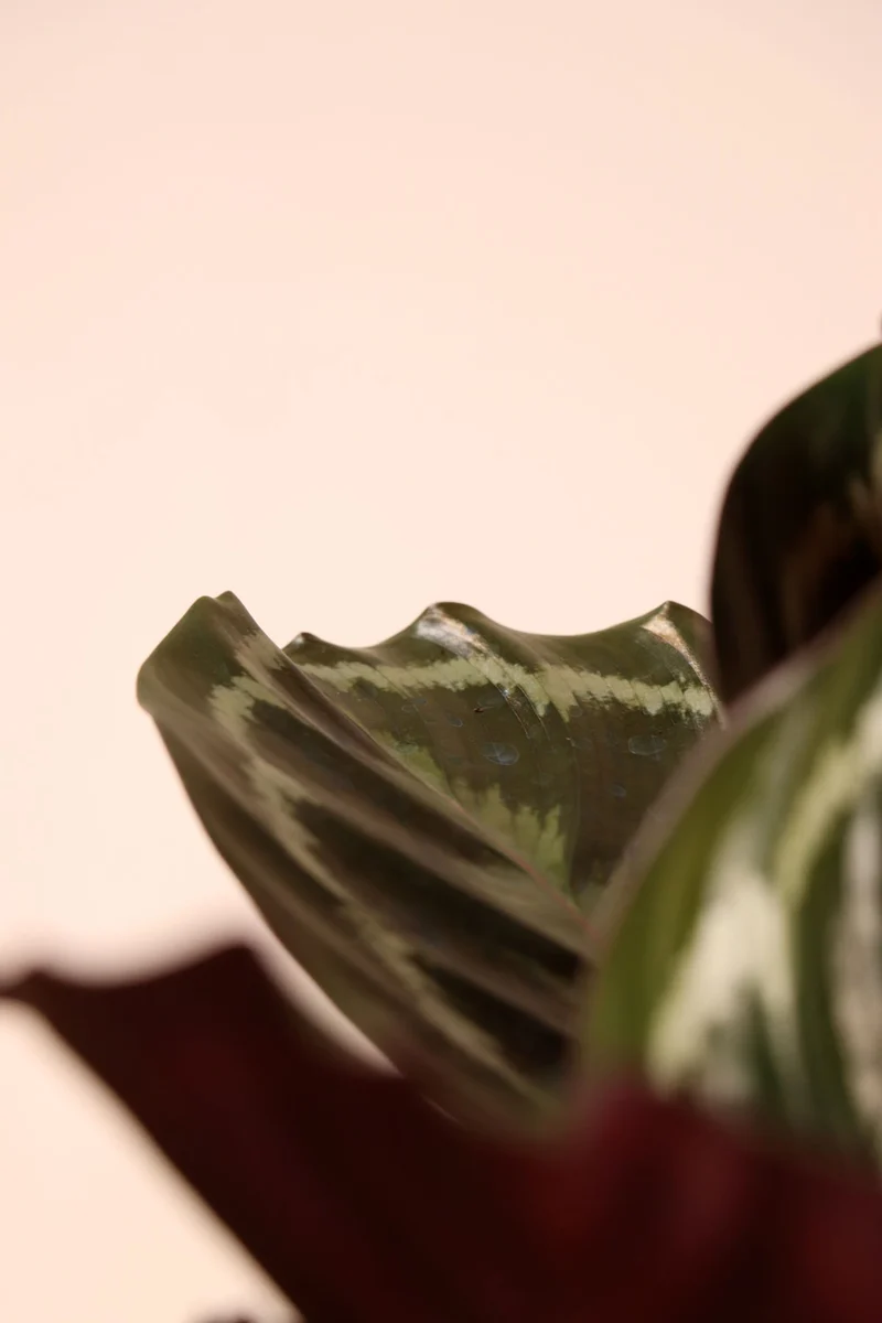 Calathea medallion (Korbmarante) (S)