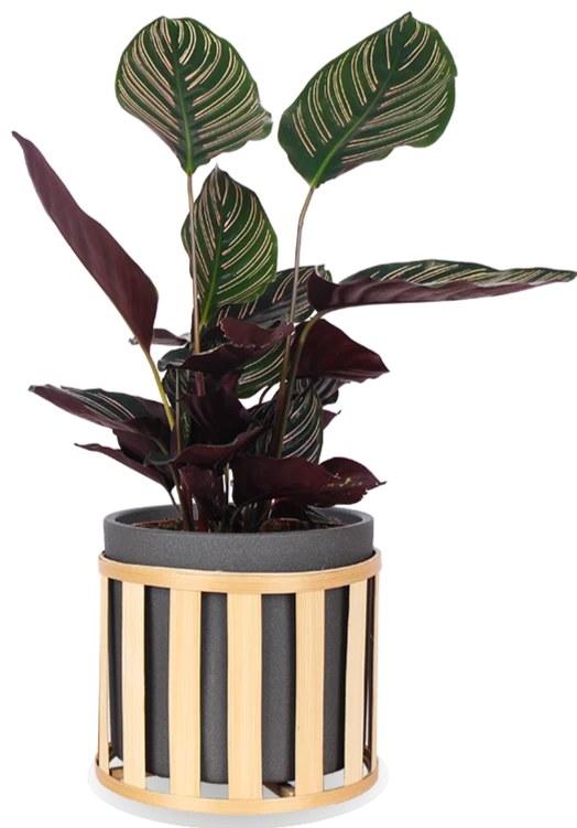 Calathea ornata (Korbmarante) (M)