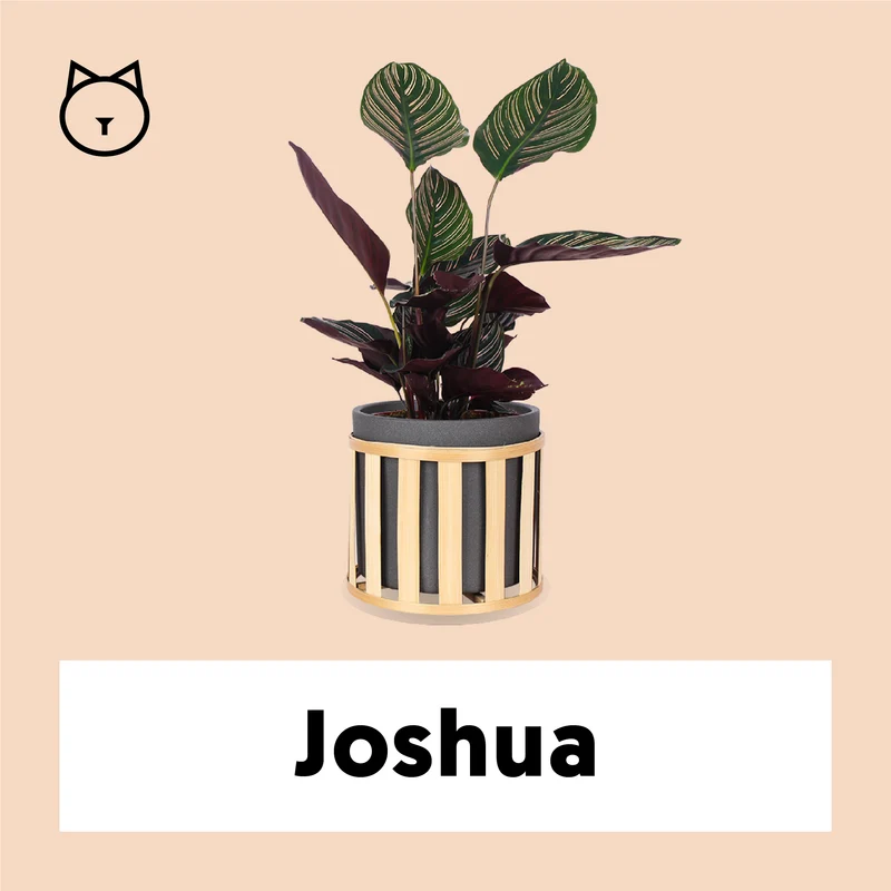 Calathea ornata (Korbmarante) (M)