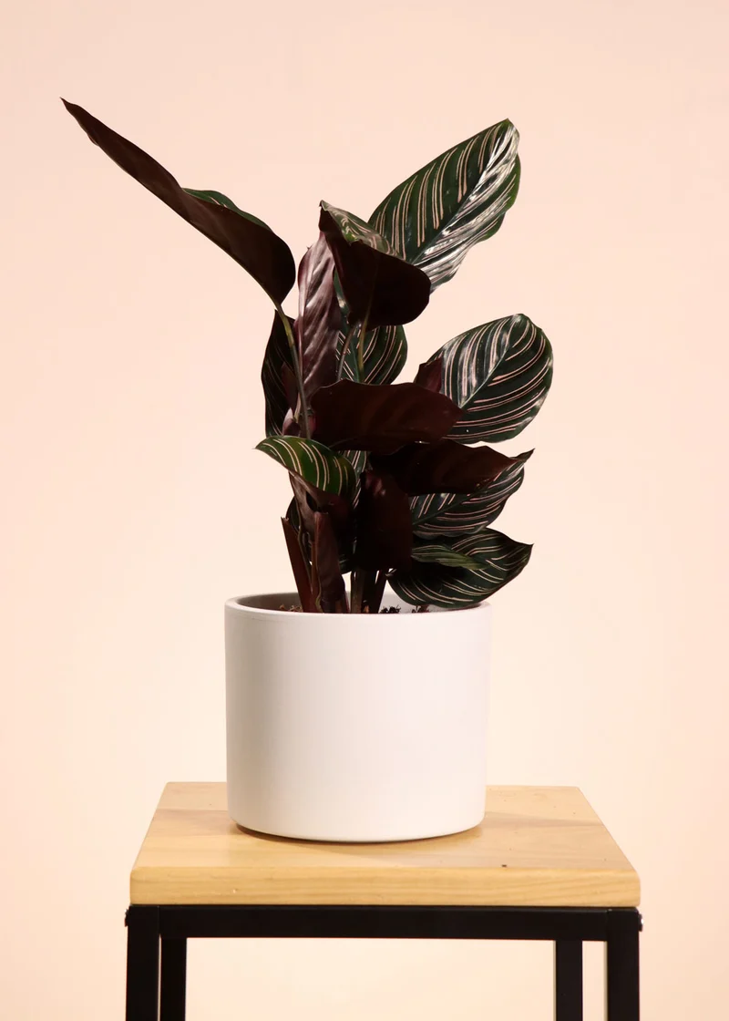 Calathea ornata (Korbmarante) (M)