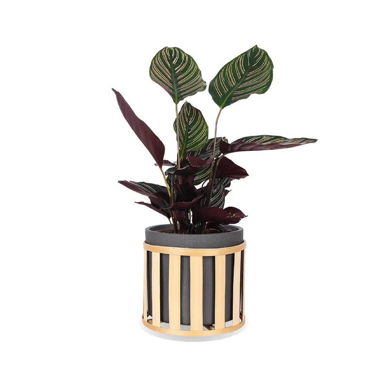 Calathea ornata (Korbmarante) (M)