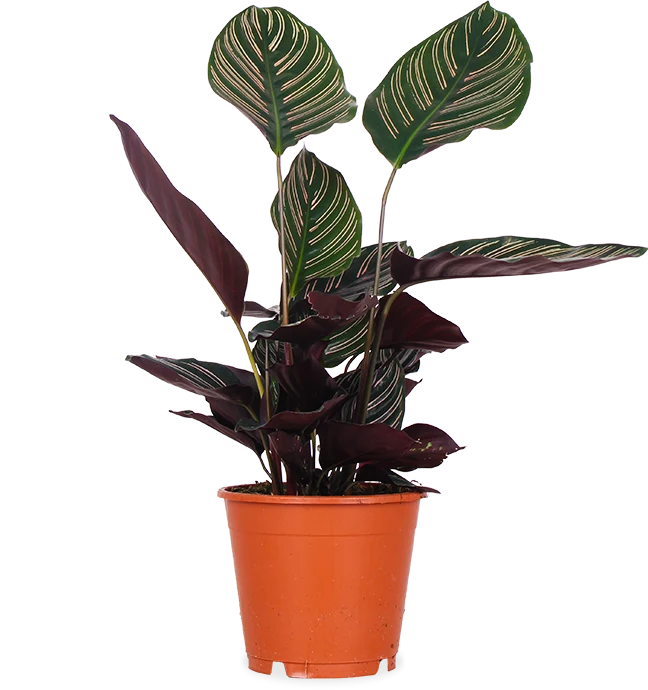 Calathea ornata (Korbmarante) (M)